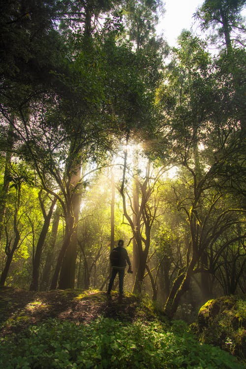 Foto d'estoc gratuïta de amb boira, arbres, aventura