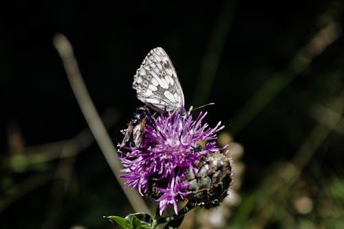 Fotos de stock gratuitas de de cerca, flor lila, fotografía de insectos