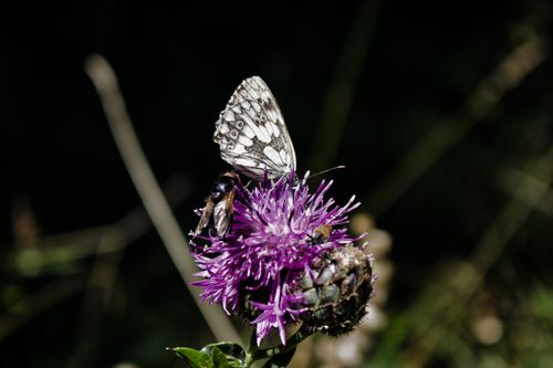 Free A white butterfly perched on a vibrant purple flower in a close-up outdoor shot. Stock Photo