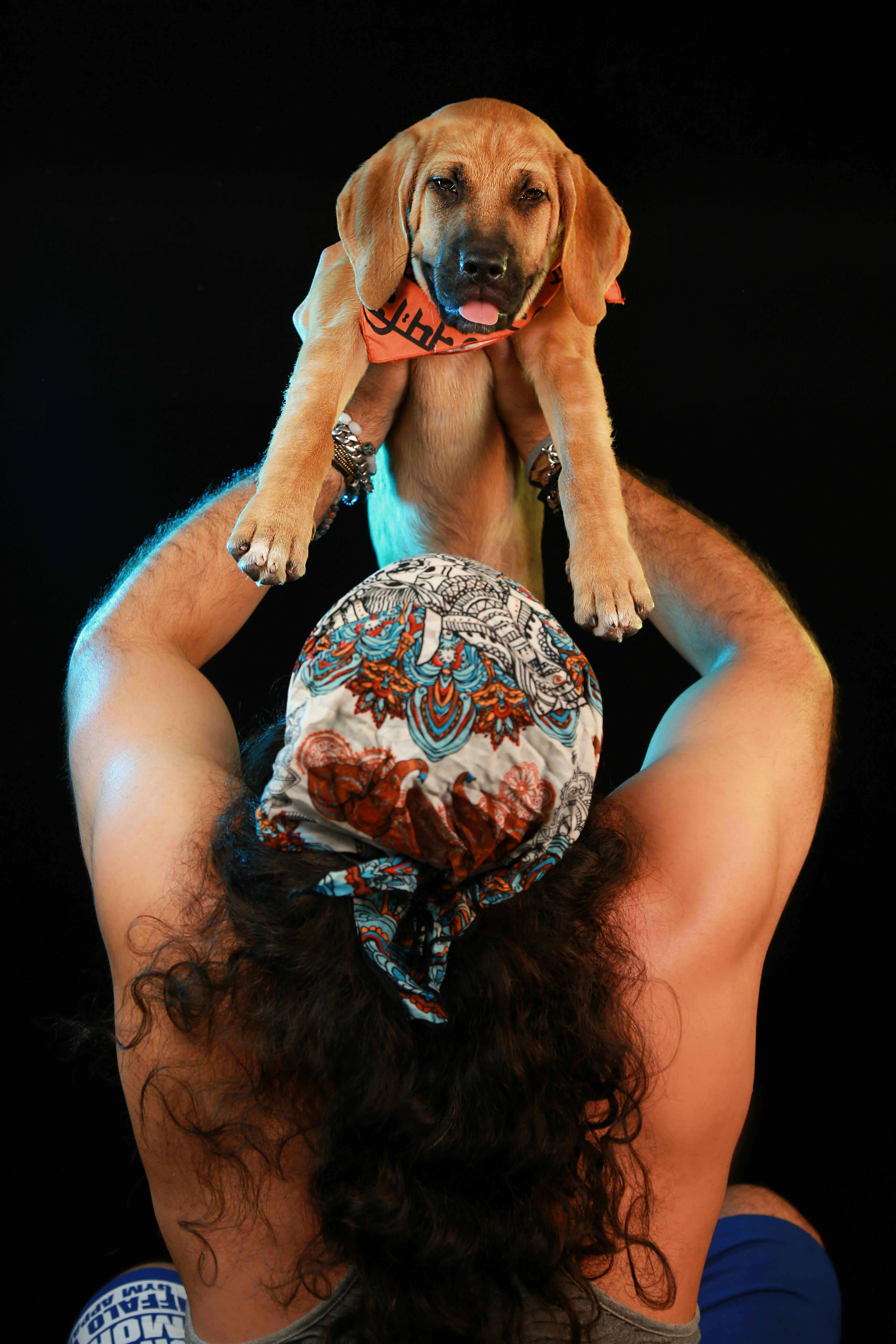 The Role of Emotion in Engaging with Animal GIFs