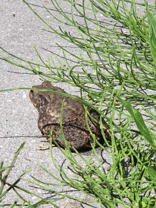 Free stock photo of animal, brown, frog Stock Photo