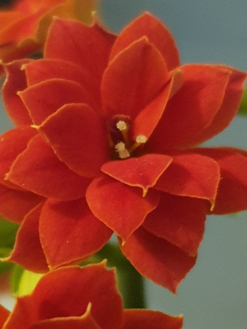 Free stock photo of beautiful, cute, flower Stock Photo