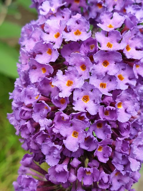 Free stock photo of beautiful, cute, flower Stock Photo