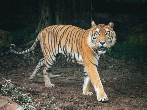 Free A stunning Bengal tiger walking confidently on forest ground, showcasing its majestic stripes. Stock Photo
