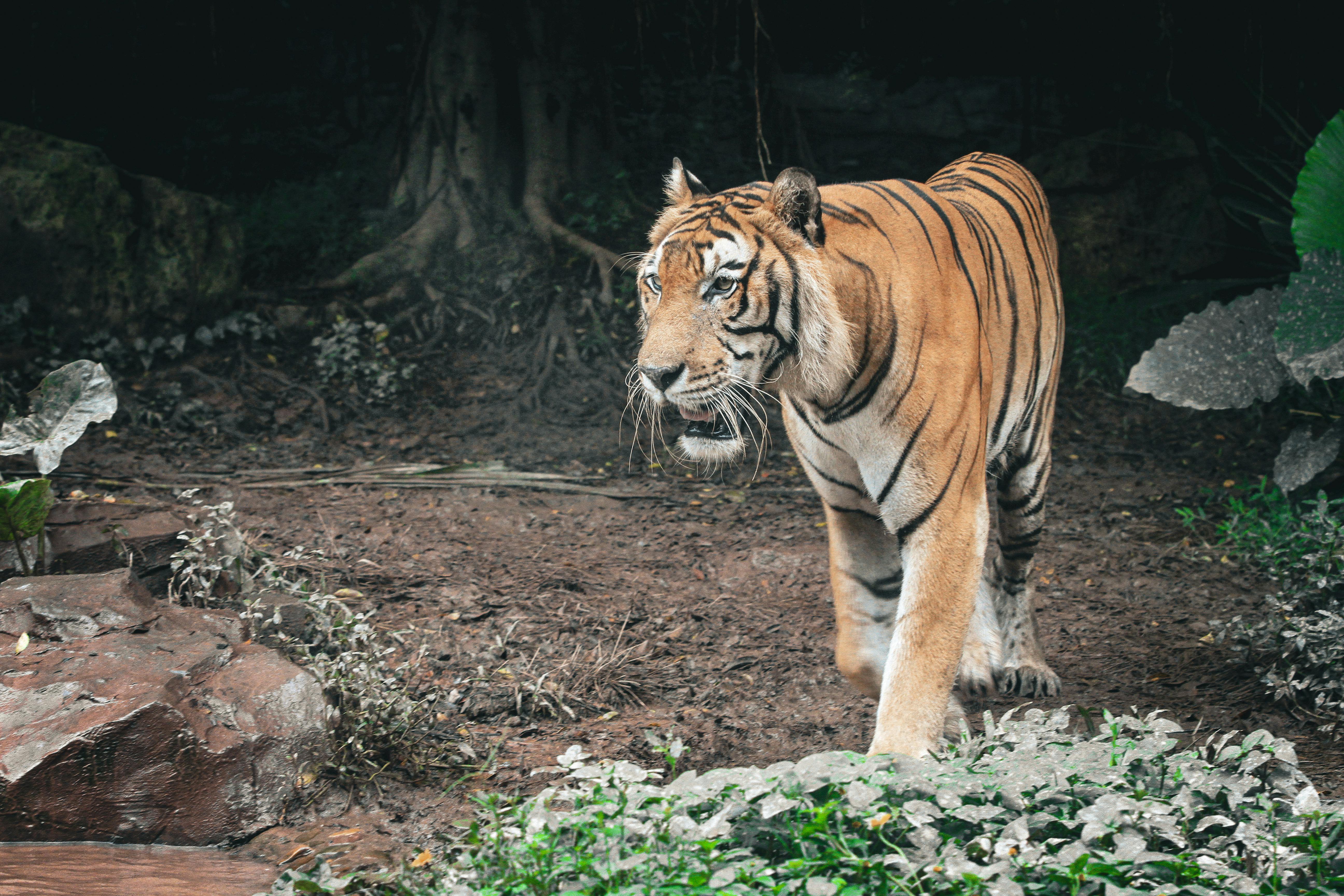 Two Orange Tigers Sitting Beside Each Other · Free Stock Photo