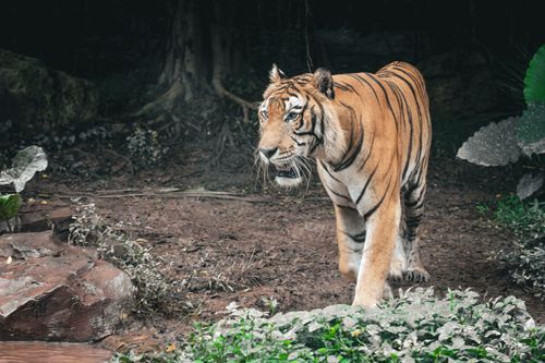 Free A Bengal tiger prowls through the forest, showcasing its powerful presence and natural beauty. Stock Photo