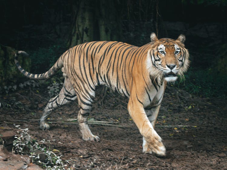 A Dangerous Tiger Walking 