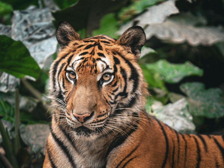 lucky-tiger-dream