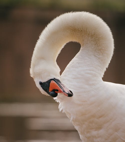 Mute Swan in Close-up Photography