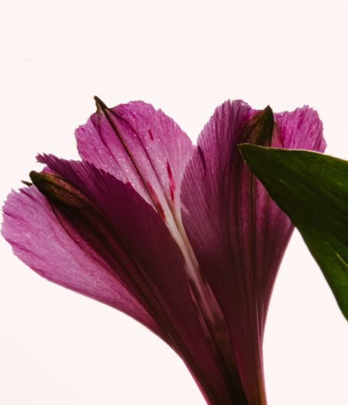 Free Detailed close-up of purple flower petals against a white background. Stock Photo