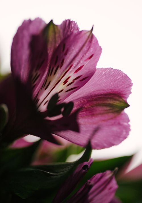 Free Artistic close-up of a vibrant purple Alstroemeria flower against a soft white background. Stock Photo
