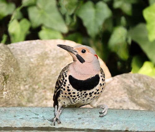 Close-Up Shot of a Northern Flicker Bird
