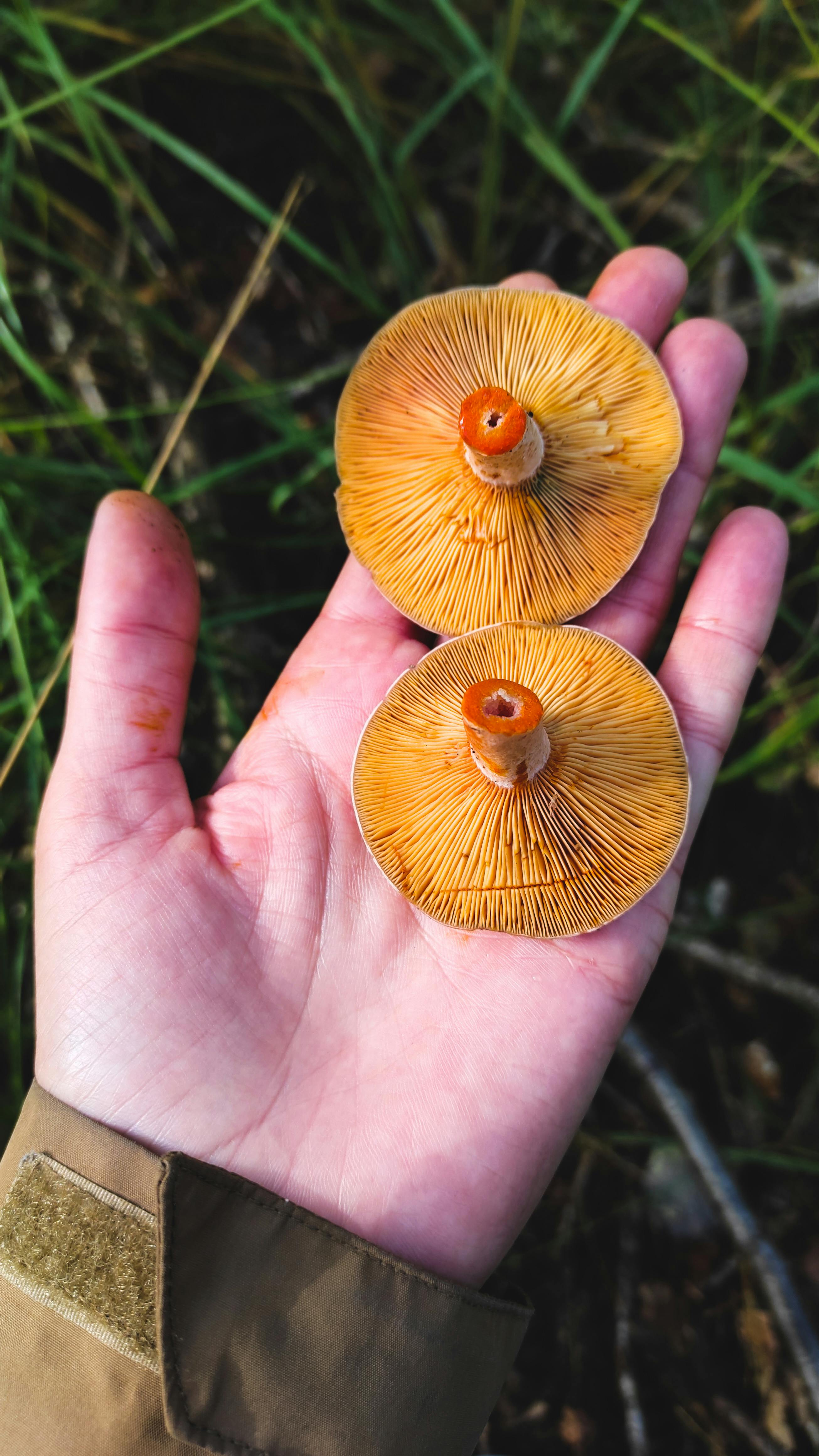 Two fresh mushrooms held in hand, showcasing intricate gills, outdoors in natural light.
