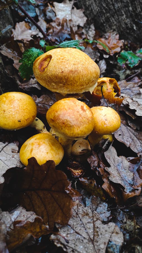 Gratis stockfoto met bospaddenstoelen, gymnopílus, gymnopilus junonius