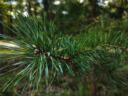 Gratis stockfoto met dennenboom, grenen tak, groene den