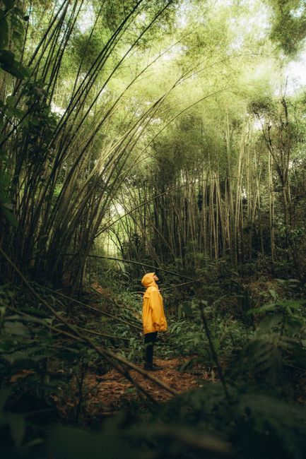 A woman in a yellow raincoat stands in a vibrant bamboo forest, evoking exploration and connection with nature.