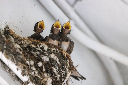 Birds Quacking on their Nest