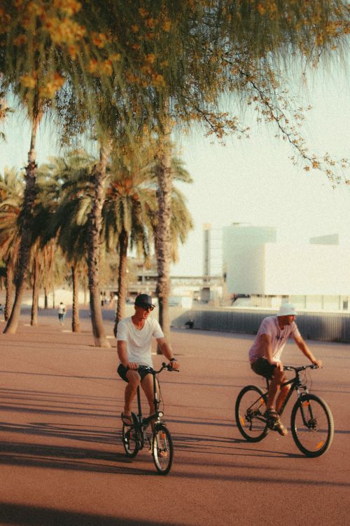 Free Two men biking on a tropical street lined with palm trees on a sunny day. Stock Photo