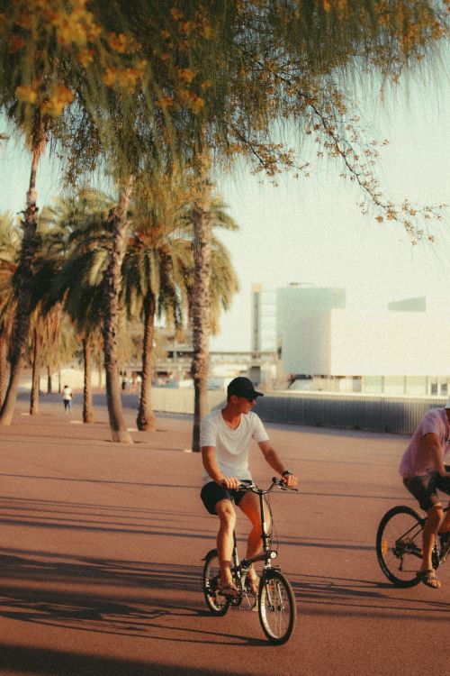 Free Two men cycling on a sunlit path lined with palm trees in an urban area. Stock Photo