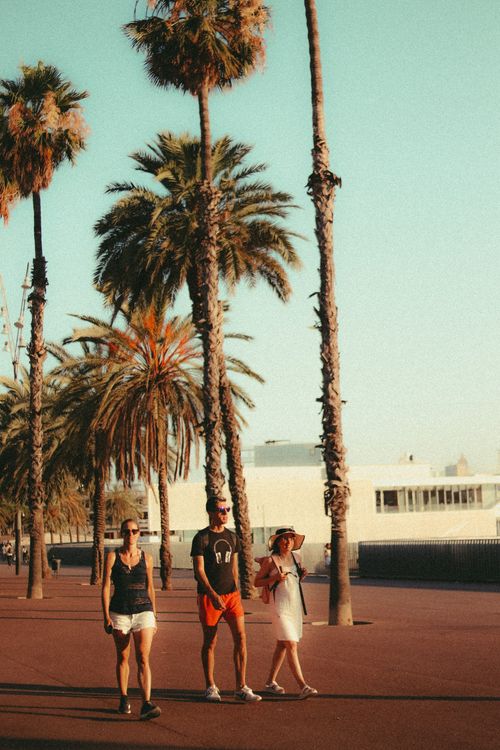Free Group of people walking along a palm-lined street during sunset, creating long shadows. Stock Photo
