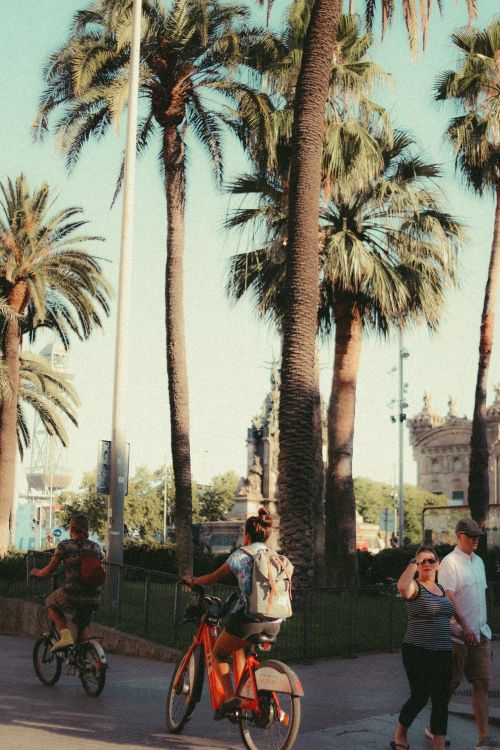Free A sunny day with people cycling and walking under tall palm trees in an urban setting. Stock Photo