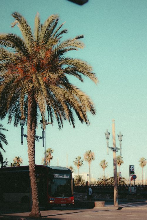 Free A city street scene with a palm tree and a bus under a clear sky. Stock Photo