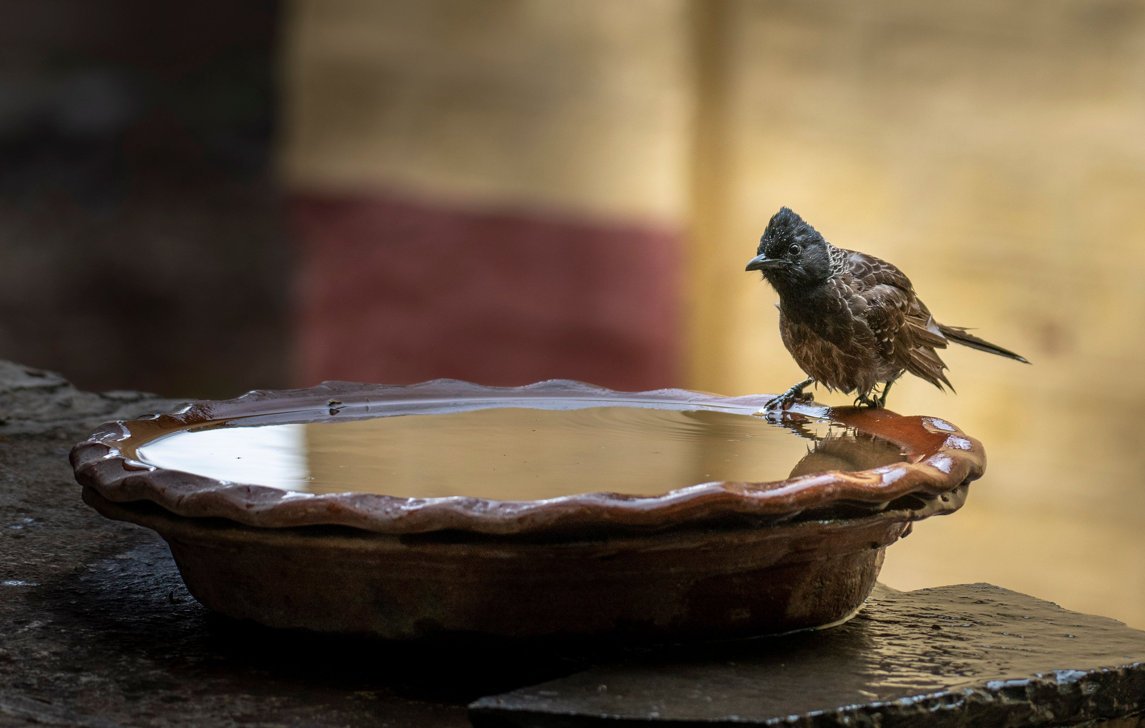 Aider les animaux sauvages à s'hydrater pendant les fortes chaleurs