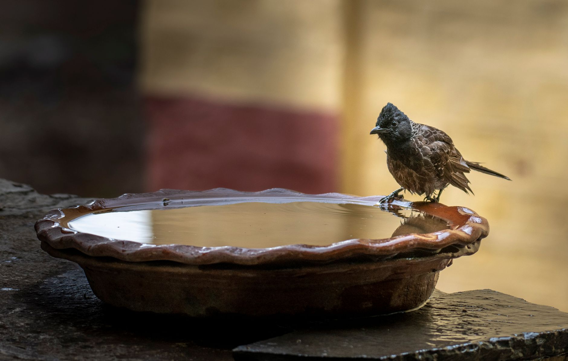 Aider les animaux sauvages à s'hydrater pendant les fortes chaleurs