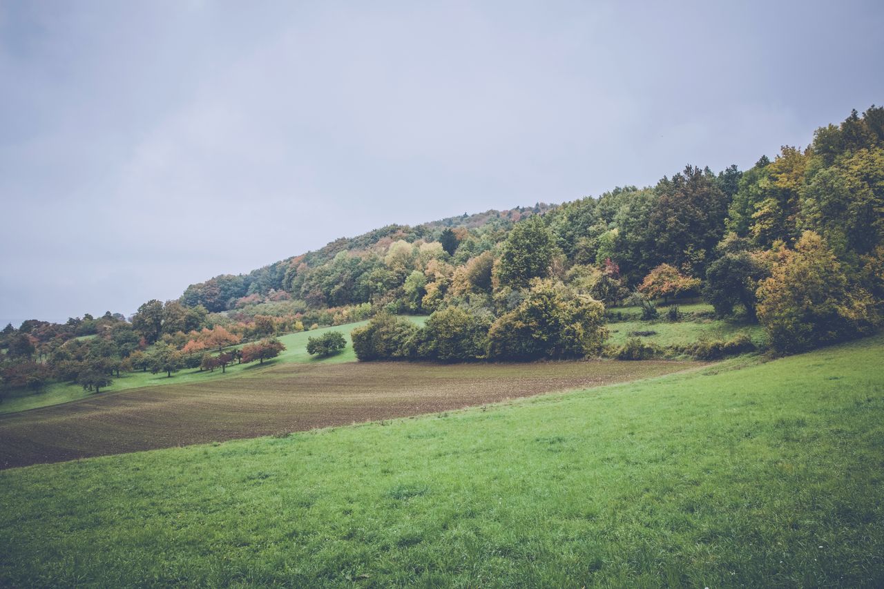 peaceful autumn scene with colorful trees and lush green fields under