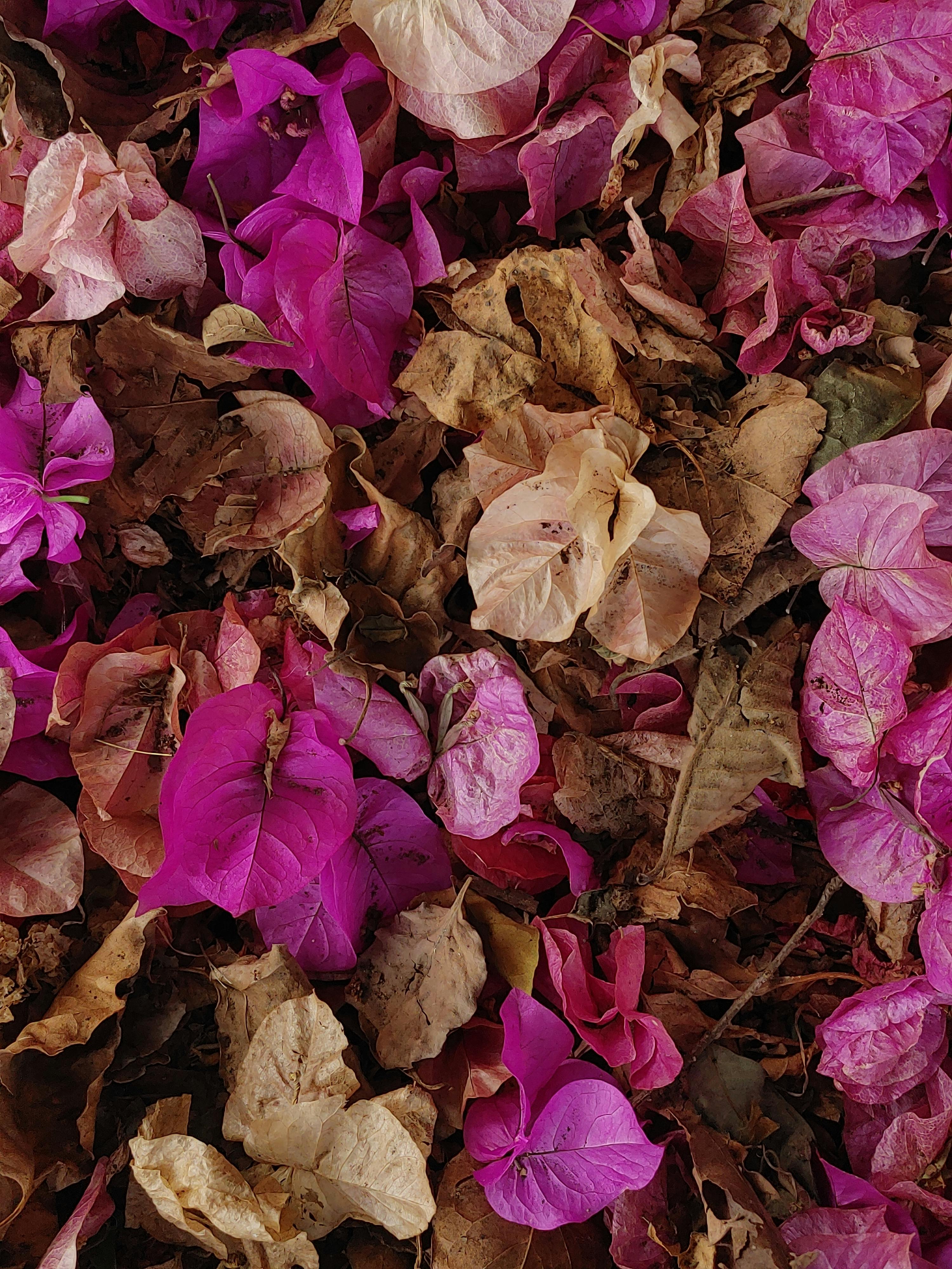 Dried Roses Stock Photo - Download Image Now - Vase, Wilted Plant