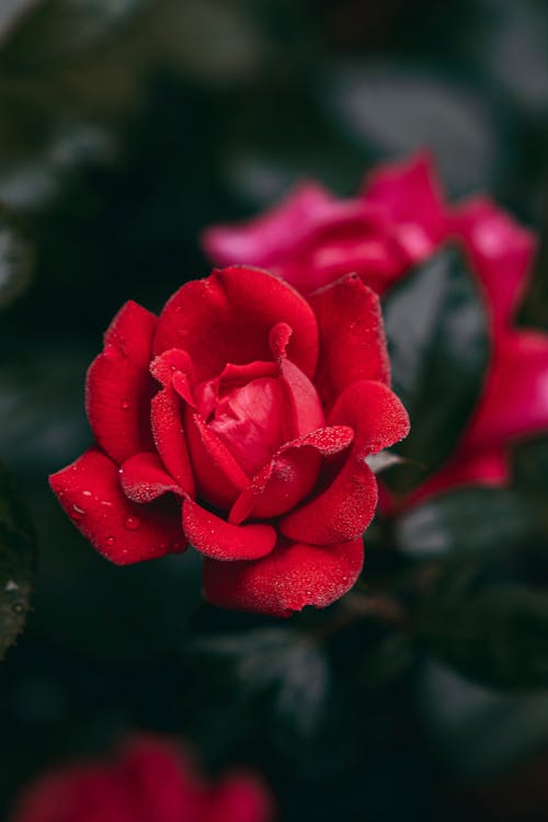 Darmowe zdjęcie z galerii z czerwona róża, fotografia kwiatowa, krople rosy