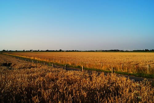 Foto d'estoc gratuïta de a l'aire lliure, agricultura, blat