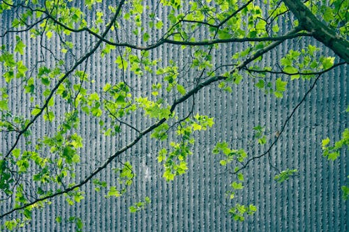 Green Leaves on a Branch Near a Concrete Wall