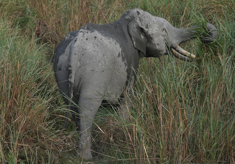 Elephant Eating Grass