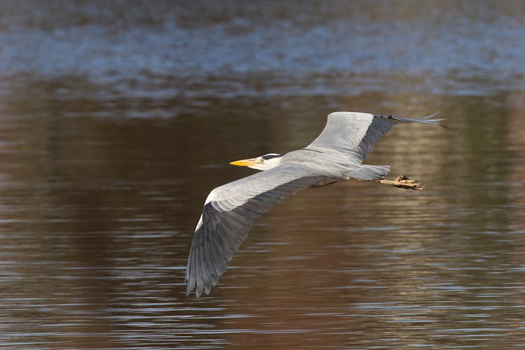 A Grey Heron Flying Above Water