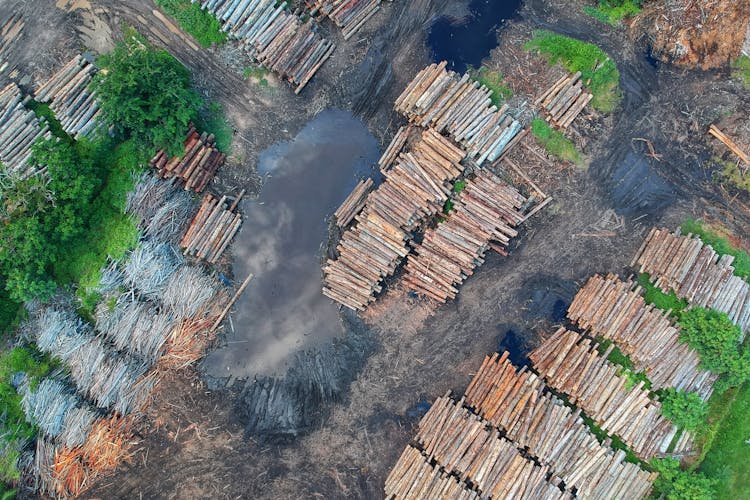 Bird's Eye View Of Woodpile