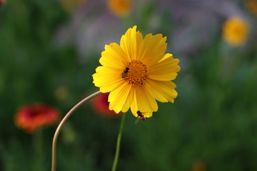 Free Close-up of a vibrant yellow coreopsis flower with bees pollinating against a natural green background. Stock Photo
