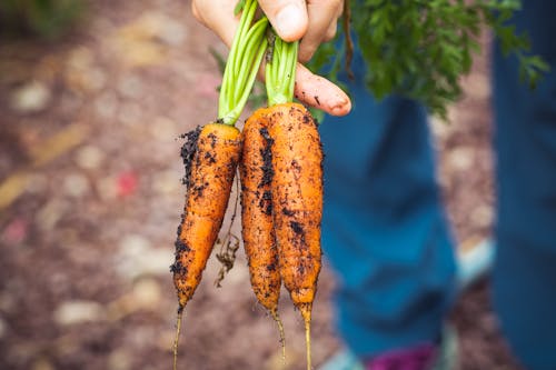 Free Photos gratuites de agriculture, bio, carottes Stock Photo
