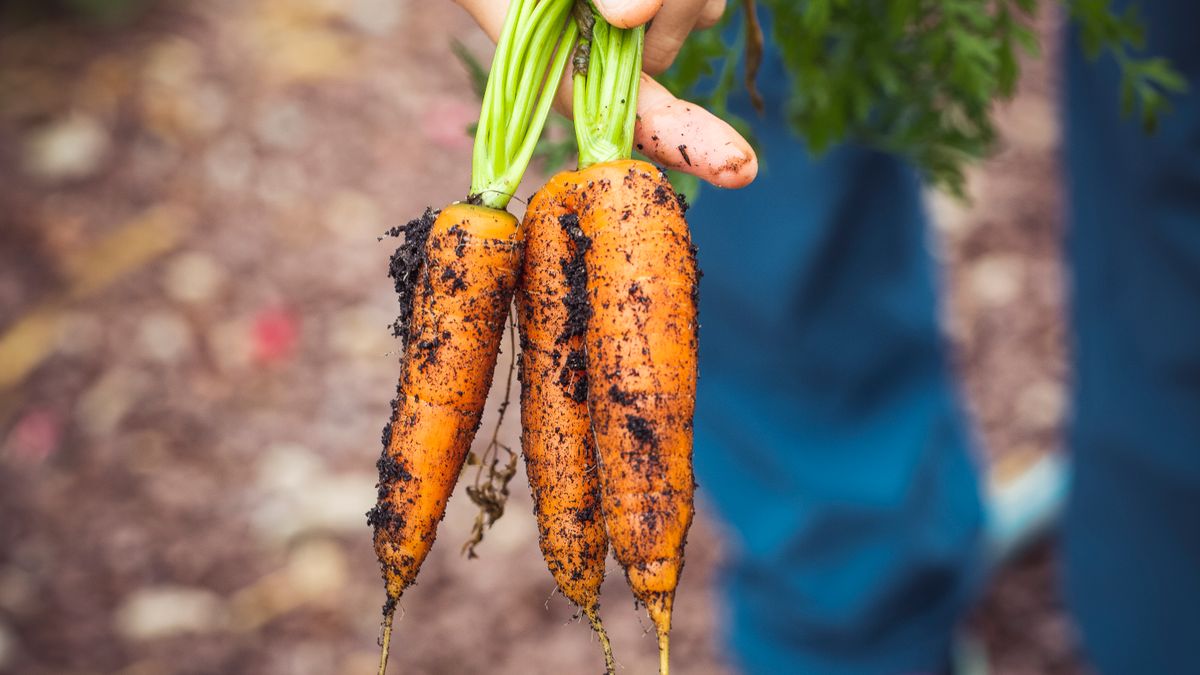 Potager dété : quelles variétés de légumes privilégier en Maine-et-Loire ? - illustration