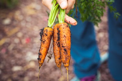Hands holding fresh soil