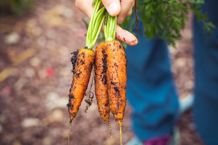 Person Holding Brown And Green Vegetable