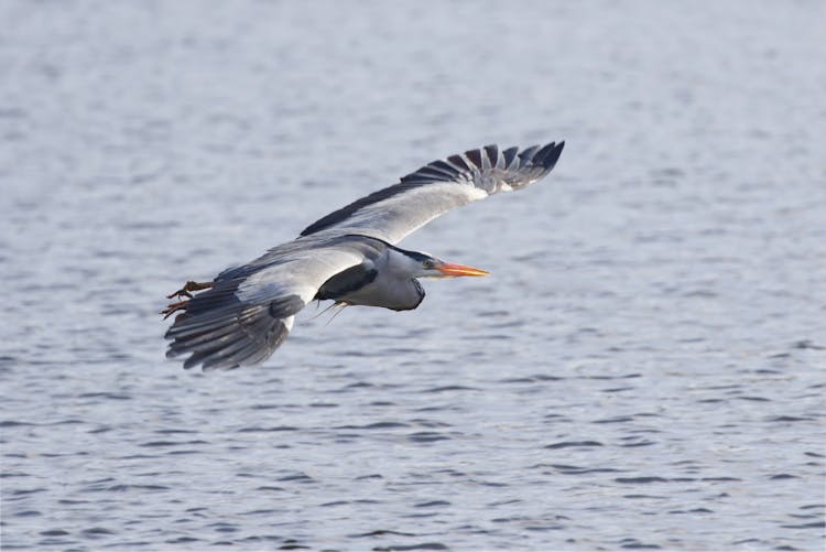 A Grey Heron Flying Above Water