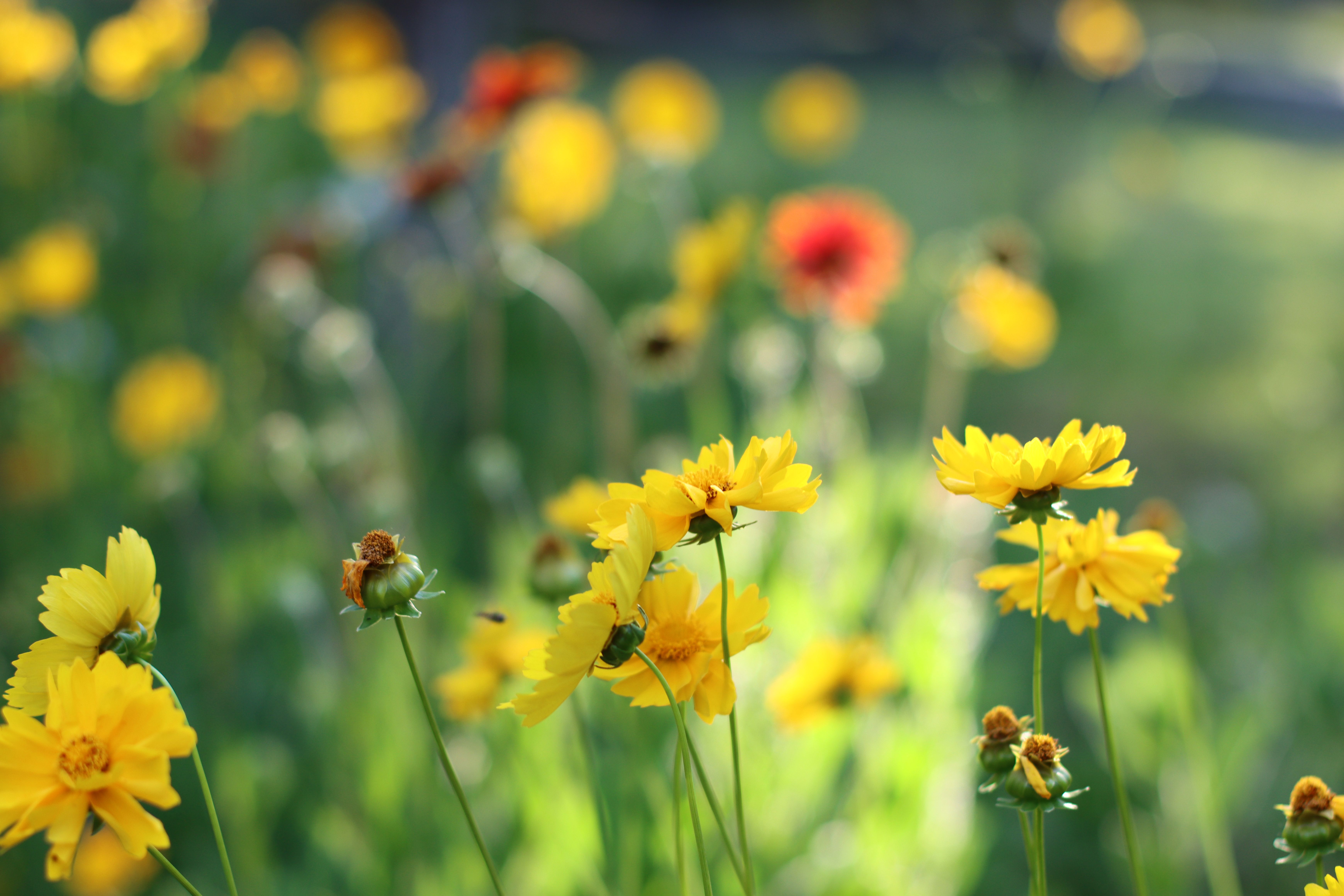 Vibrant fresh flowers in natural sunlight