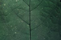 宏观照片展示了绿叶复杂的纹理