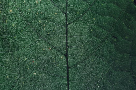 Free stock photo of asymmetry, chlorophyll, color