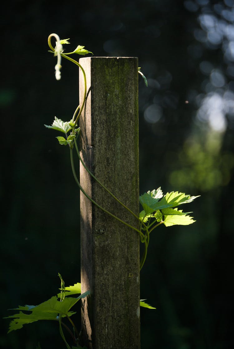 Vine Plant On Brown Wood 