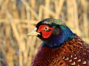 Red Green and Blue Peacock