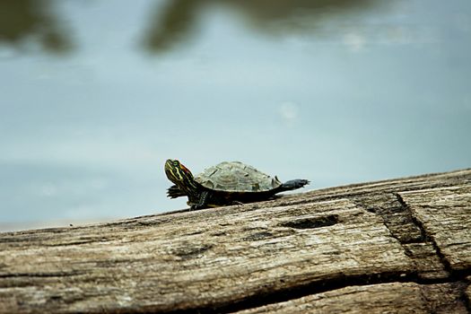 turtle photo