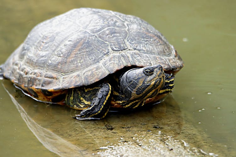 A Close-Up Shot Of A Red-Eared Slider