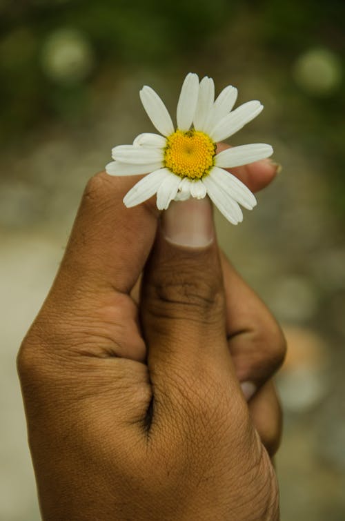 бесплатная Бесплатное стоковое фото с белый цветок, вертикальный выстрел, держать Стоковое фото